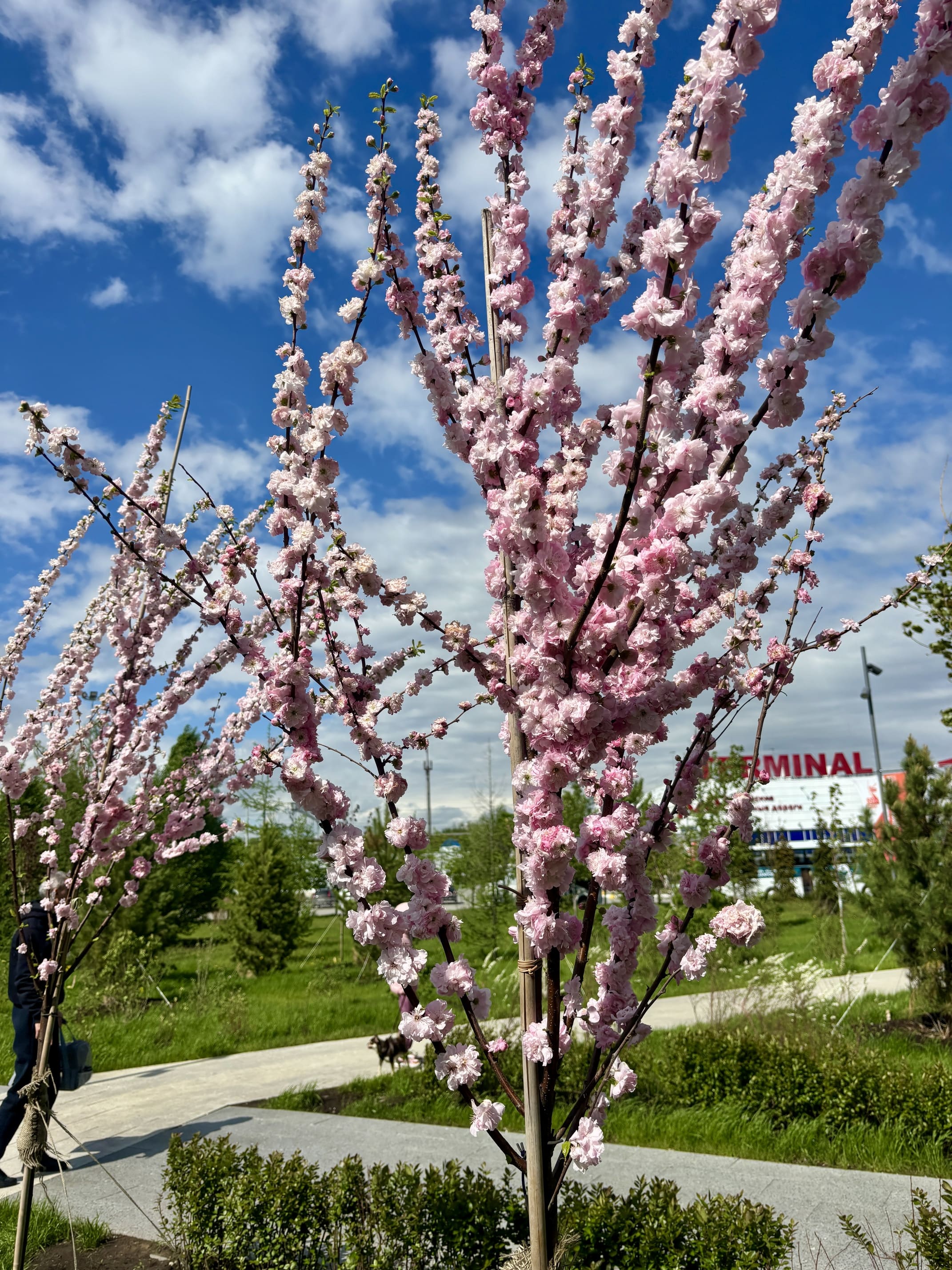 Уход и содержание объекта